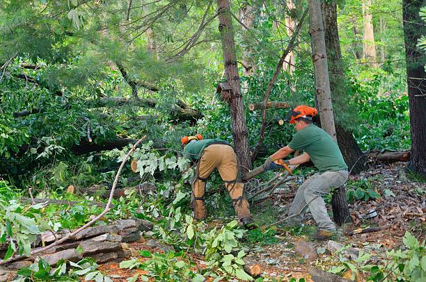 Best Tree Health Inspection  in Fort Smith, AR